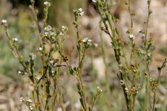 Lappula occidentalis cupulata