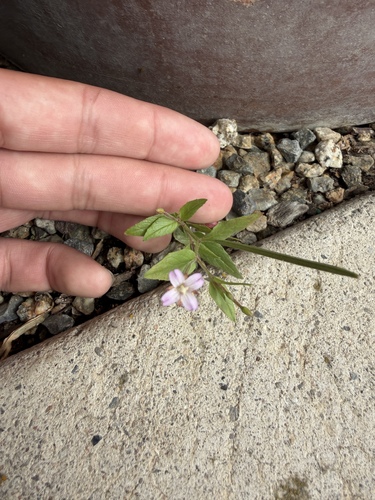 fringed willowherb