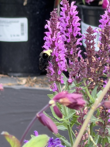 Yellow-faced Bumble Bee