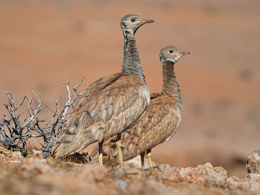 Rüppell's Bustard