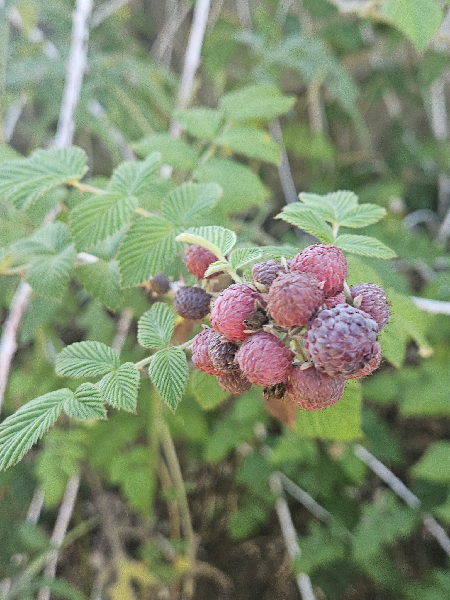 Rubus niveus