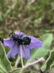 Trichiotinus texanus