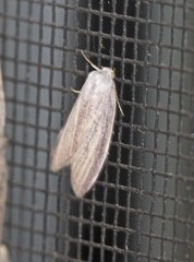 Prionopterina grammatistis