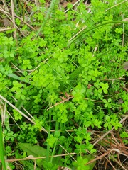 Galium propinquum