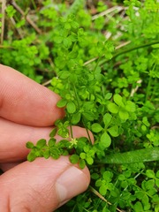 Galium propinquum