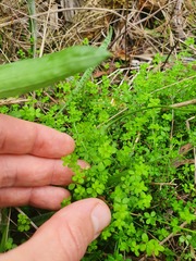 Galium propinquum