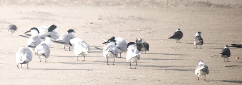 iNaturalist: (c) Philip Woods, some rights reserved (CC BY-NC), uploaded by Philip Woods iNaturalist image