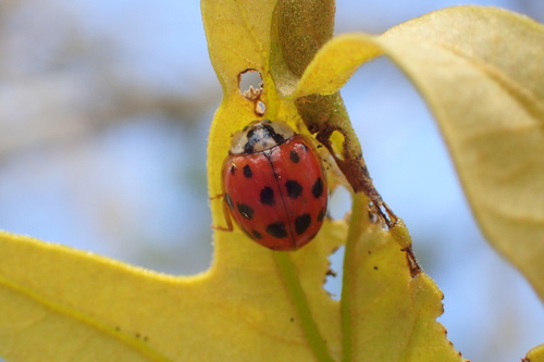 Asian Lady Beetle photographed in North Carolina