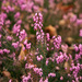 Spring Heath - Photo (c) Alexander Rumpel, some rights reserved (CC BY-NC), uploaded by Alexander Rumpel