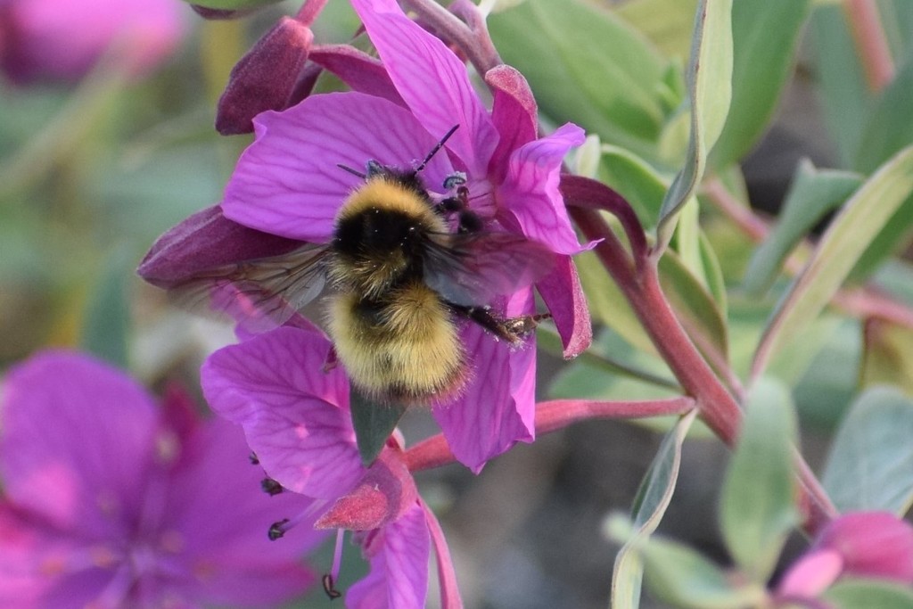 Active Bumble Bee