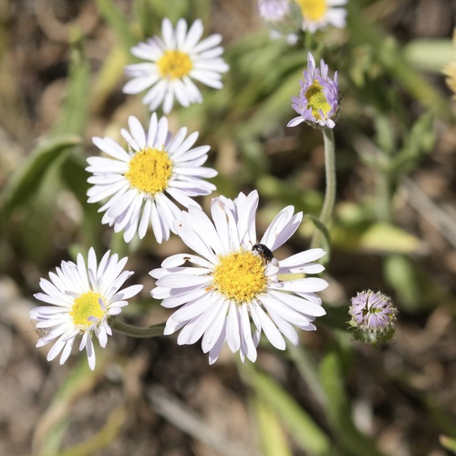 Erigeron eatonii, 2026-06-05