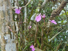 Dimerandra rimbachii