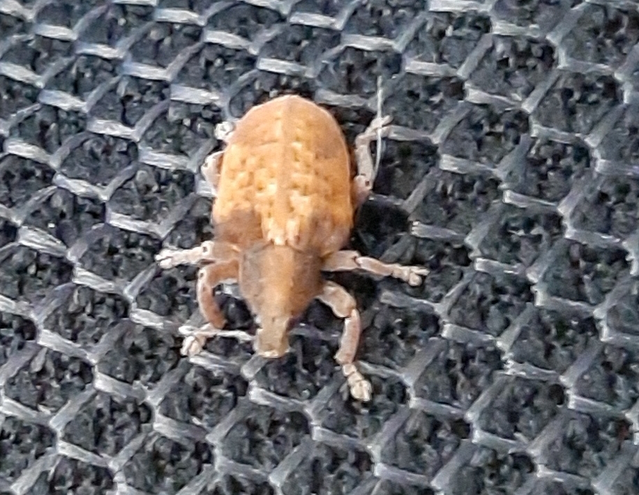 Curculionidae image