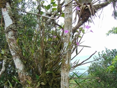 Dimerandra rimbachii