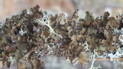 Tuckermanopsis americana