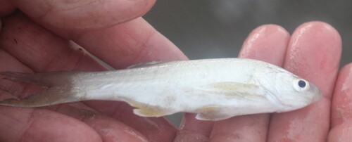 Atlantic threadfin (Polydactylus octonemus) — Polynemidae — 3