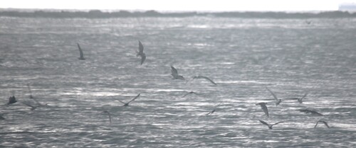 iNaturalist image