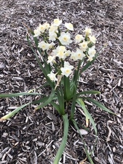 Narcissus poeticus