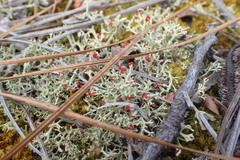 Cladonia leporina
