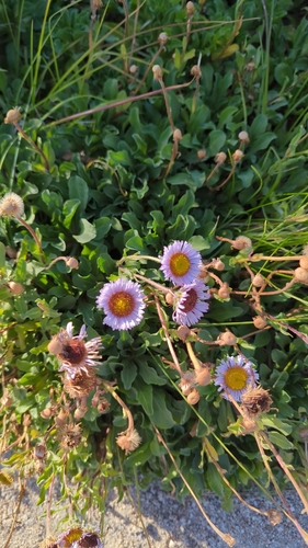 seaside daisy