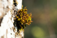 Ulota bruchii