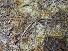 Cladonia leporina