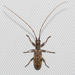 Small Mulberry Borer - Photo (c) Lee Hoy, some rights reserved (CC BY-NC-ND), uploaded by Lee Hoy