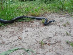 Zamenis persicus