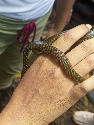 Photo of a Zweifel's Ground Snake (Erythrolamprus zweifeli)