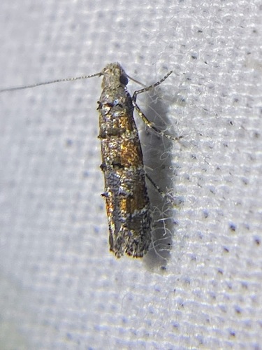 Pine Needleminer Moths photo 2