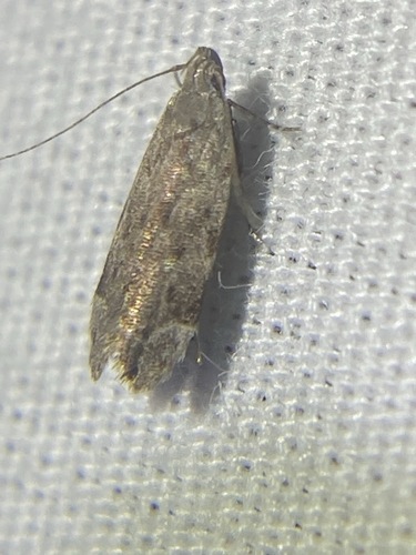 Anacampsis conclusella photo 5