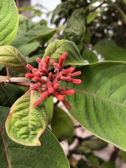 Hamelia patens