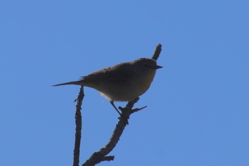 Virginia's Warbler