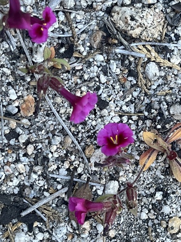 iNaturalist observation photo of Fremont's monkeyflower