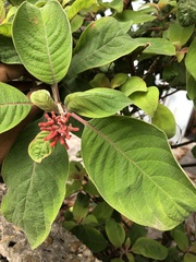 Hamelia patens