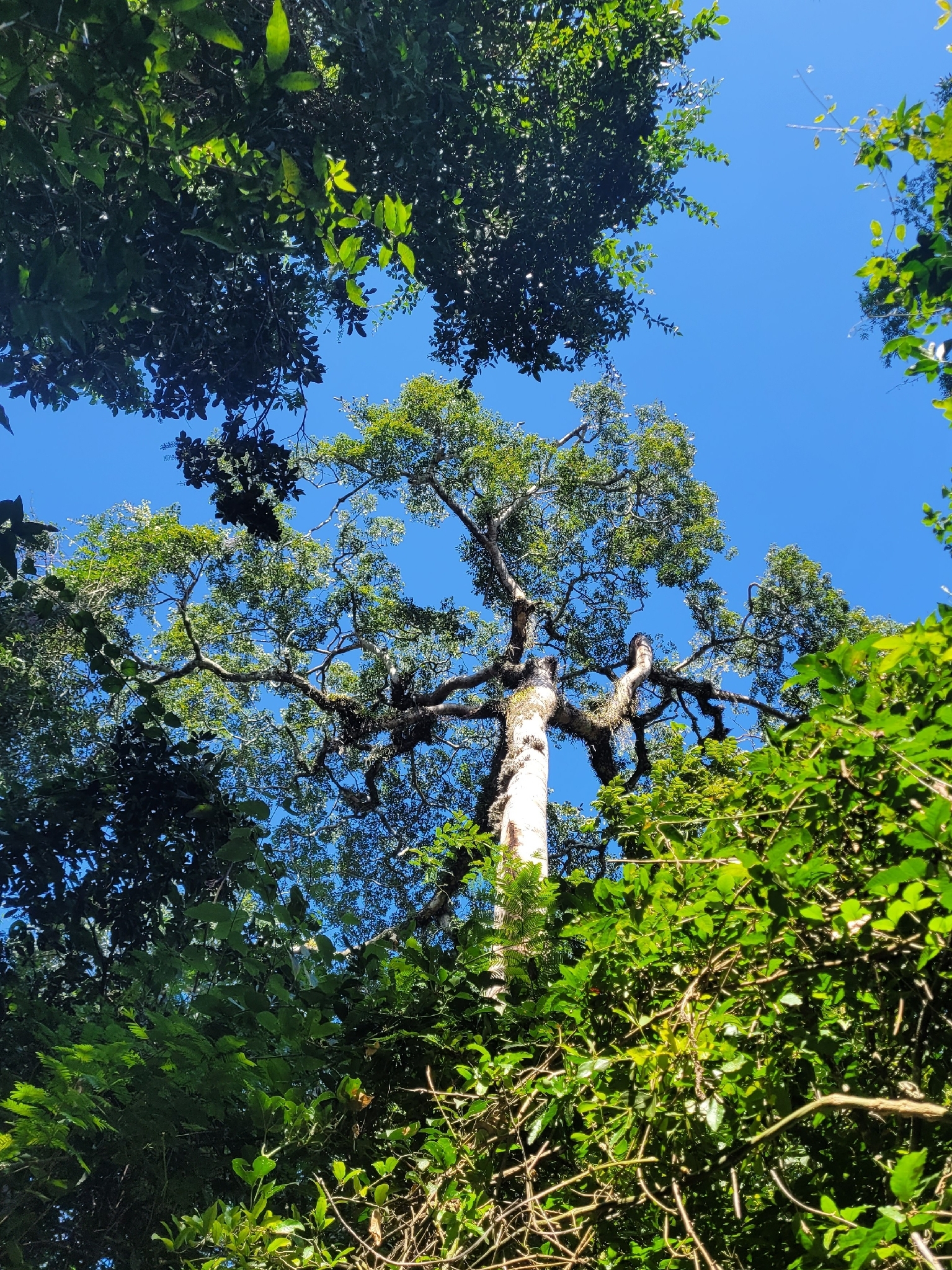 Foto de Hymenaea courbaril L.