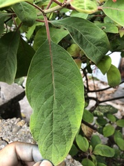 Hamelia patens