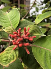 Hamelia patens