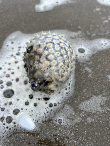 Brown Burrfish