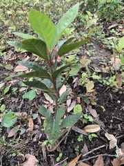 Ardisia japonica