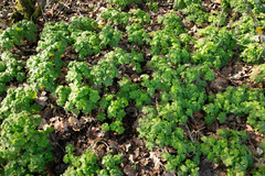 Geranium macrorrhizum