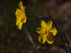 Narcissus
