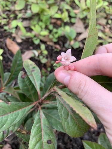 Ardisia japonica iNat (2)