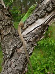 Lacerta strigata