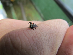 Enchophyllum quinquemaculatum