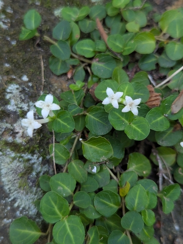 partridgeberry