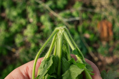 Geranium macrorrhizum