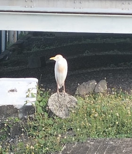 iNaturalist image