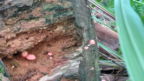 Mycena roseilignicola