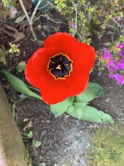 Tulipa